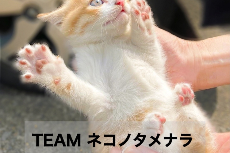 長崎県 保護猫カフェ 保護直後の隔離部屋 と キャットルーム拡張 を叶え 保護できる猫の頭数を増やしたい Wonder Stream